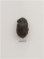 藏品(鞘翅目(金龜子科))的圖片